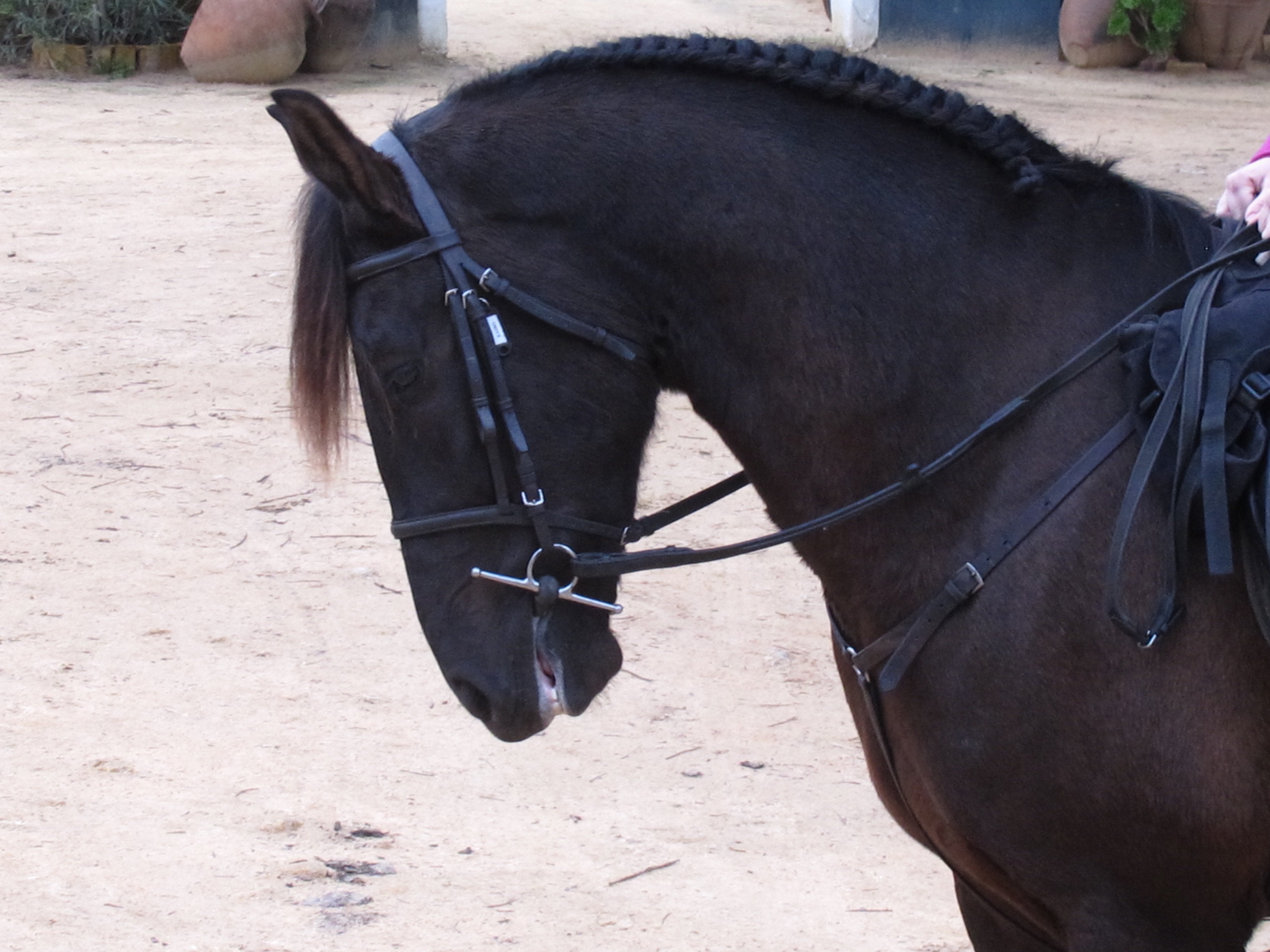 The Taste of Andalucia horse riding holiday in Spain