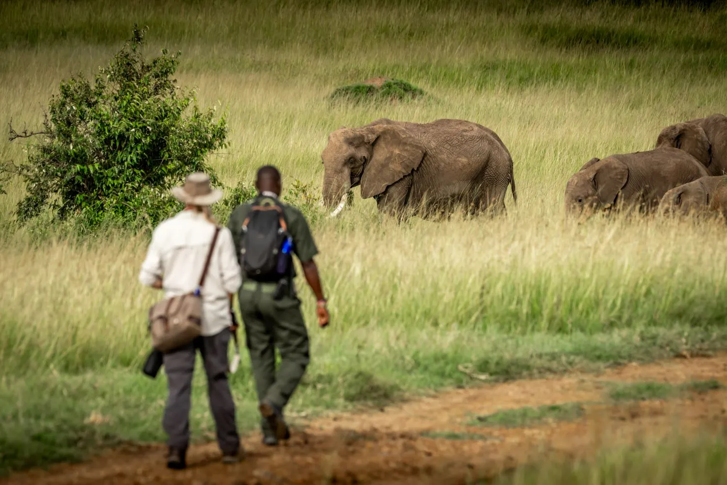 Africa's Big 5 Safari