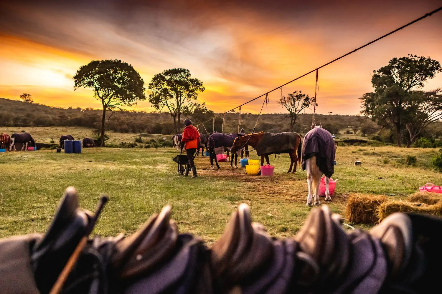 Africa's Big 5 Safari