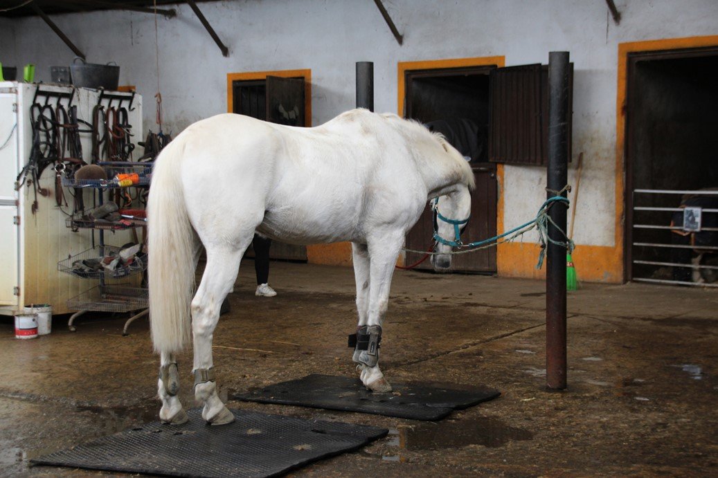 Porto Invictus Trails - horseXperiences™ GO EQUESTRIAN