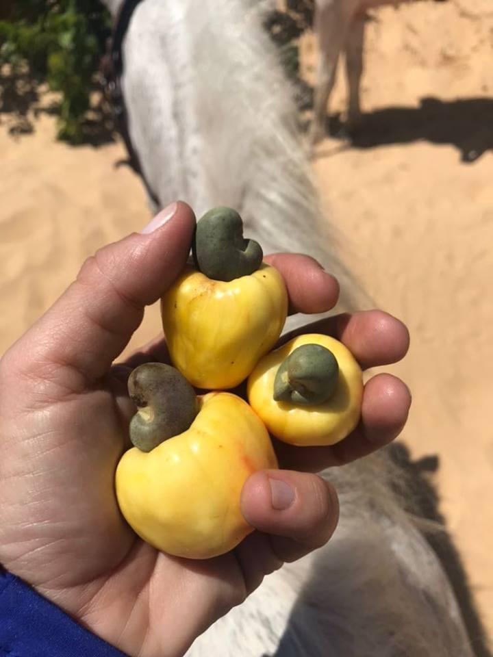 Coconut Trail Ride - horseXperiences™ GO EQUESTRIAN