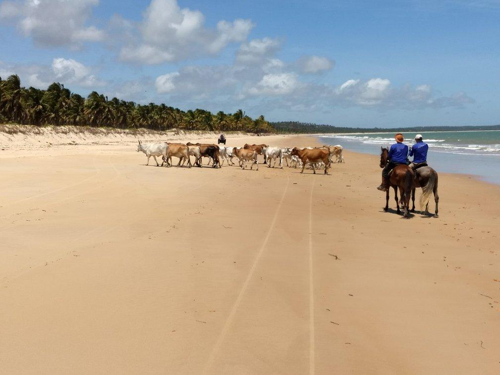 Coconut Trail Ride - horseXperiences™ GO EQUESTRIAN