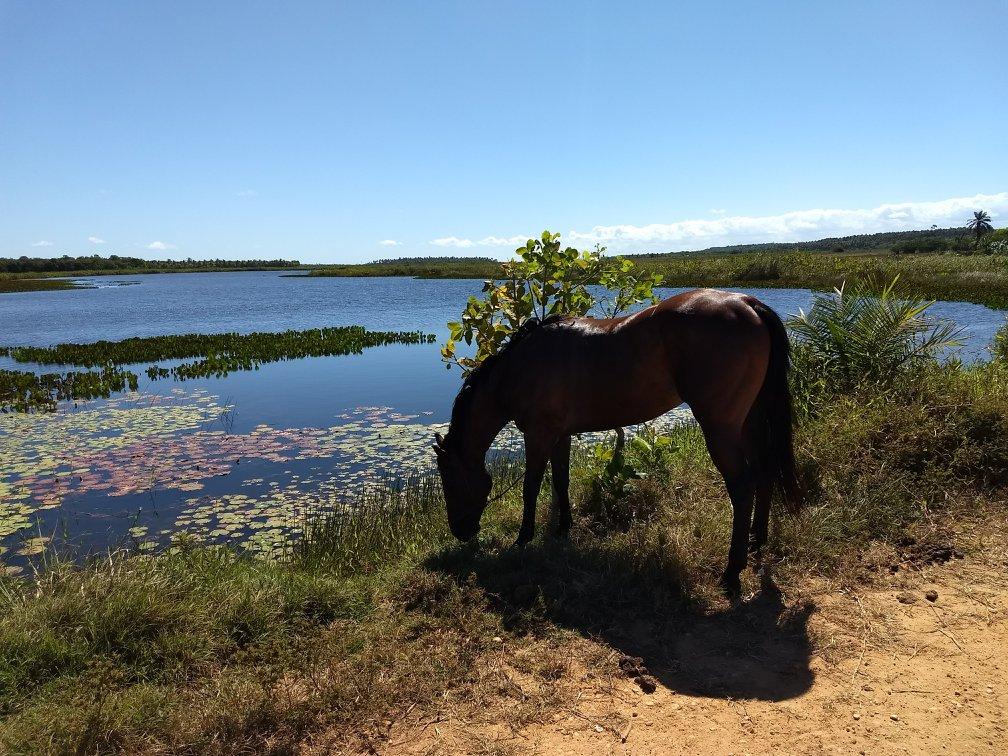 Coconut Trail Ride - horseXperiences™ GO EQUESTRIAN