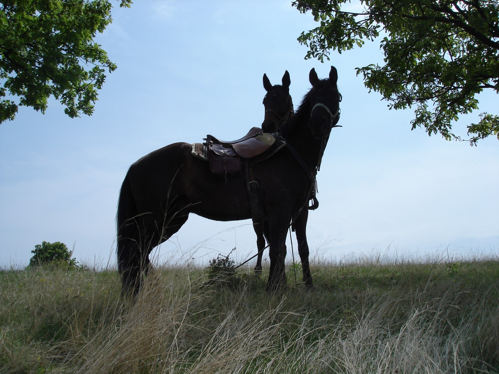 The Kingdom of The Thracians - horseXperiences™ GO EQUESTRIAN