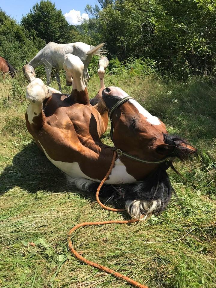 Central Balkan National Park - horseXperiences™ GO EQUESTRIAN