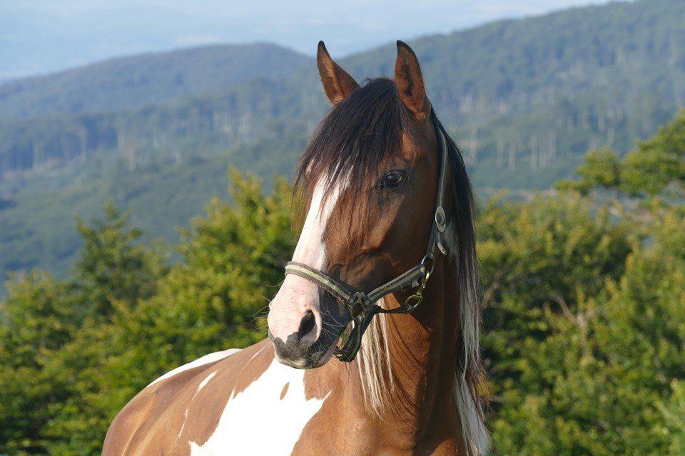 Central Balkan National Park - horseXperiences™ GO EQUESTRIAN