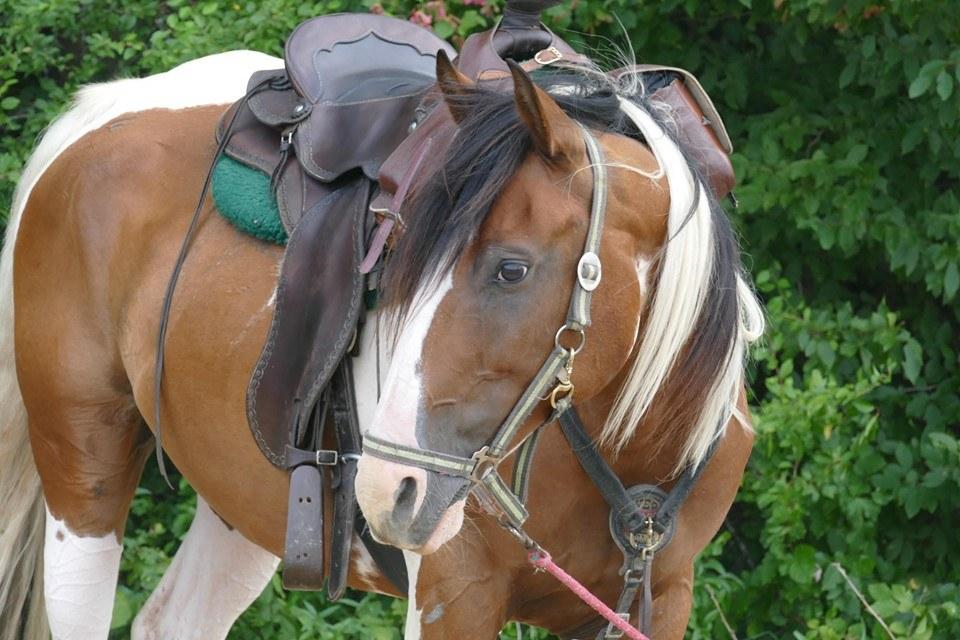 Central Balkan National Park - horseXperiences™ GO EQUESTRIAN