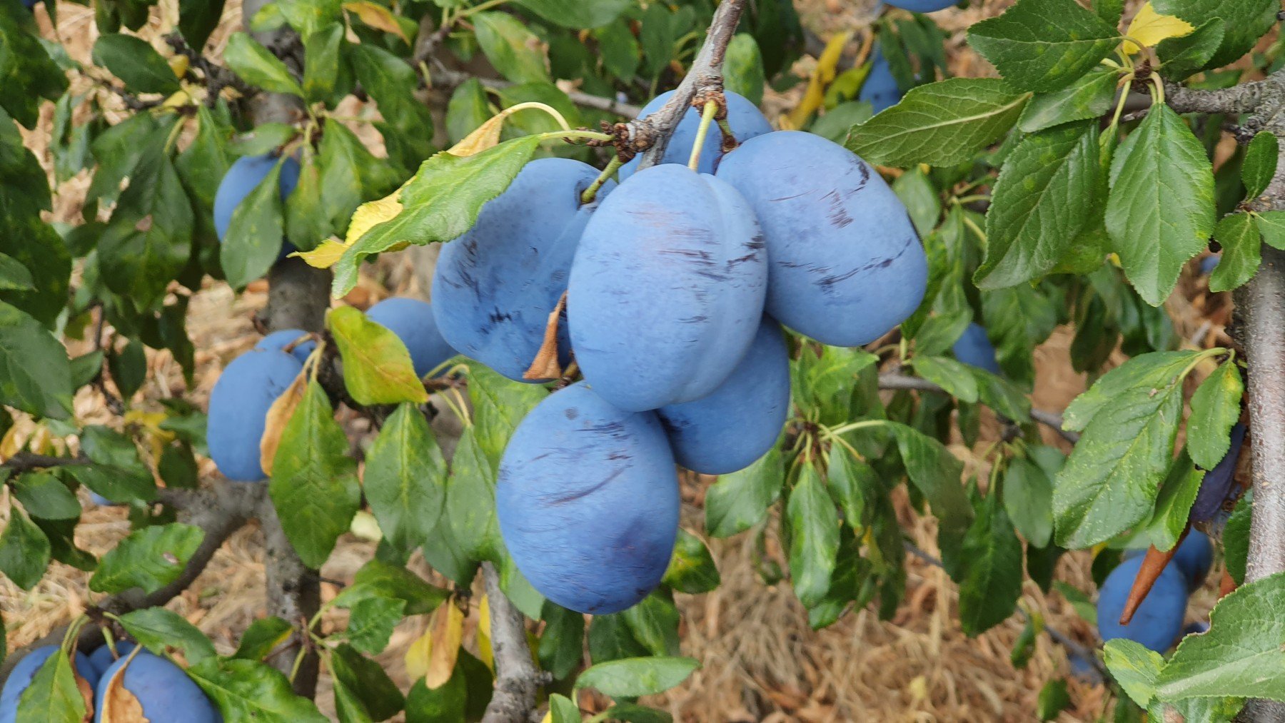 The Kingdom of The Thracians - horseXperiences™ GO EQUESTRIAN