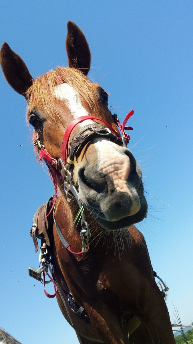 Central Balkan National Park - horseXperiences™ GO EQUESTRIAN