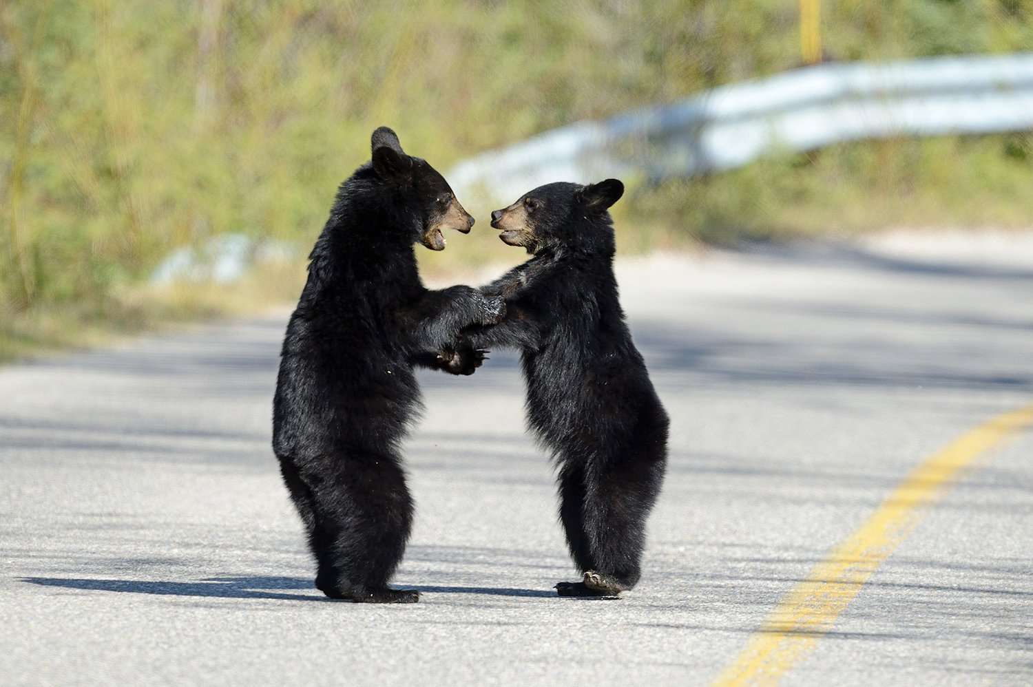 Grizzly Bear Research - horseXperiences™ GO EQUESTRIAN