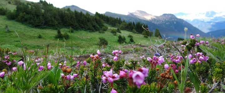 Wilderness eXplorer - horseXperiences™ GO EQUESTRIAN