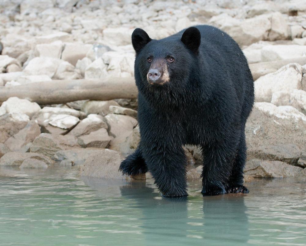 Grizzly Bear Research - horseXperiences™ GO EQUESTRIAN