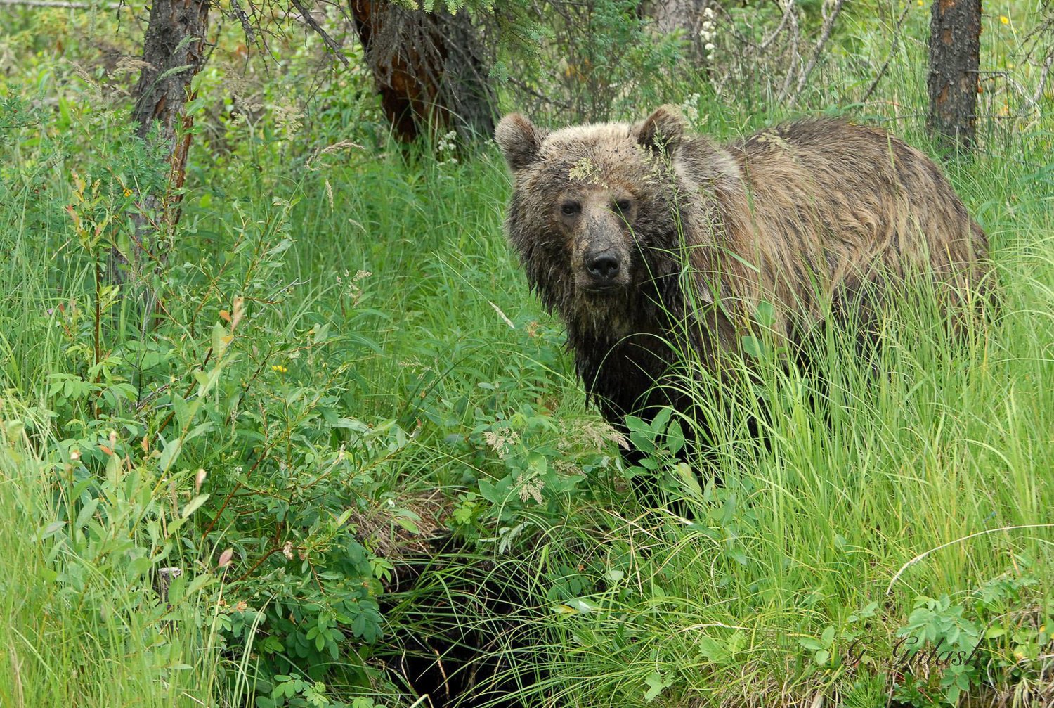 Grizzly Bear Research - horseXperiences™ GO EQUESTRIAN