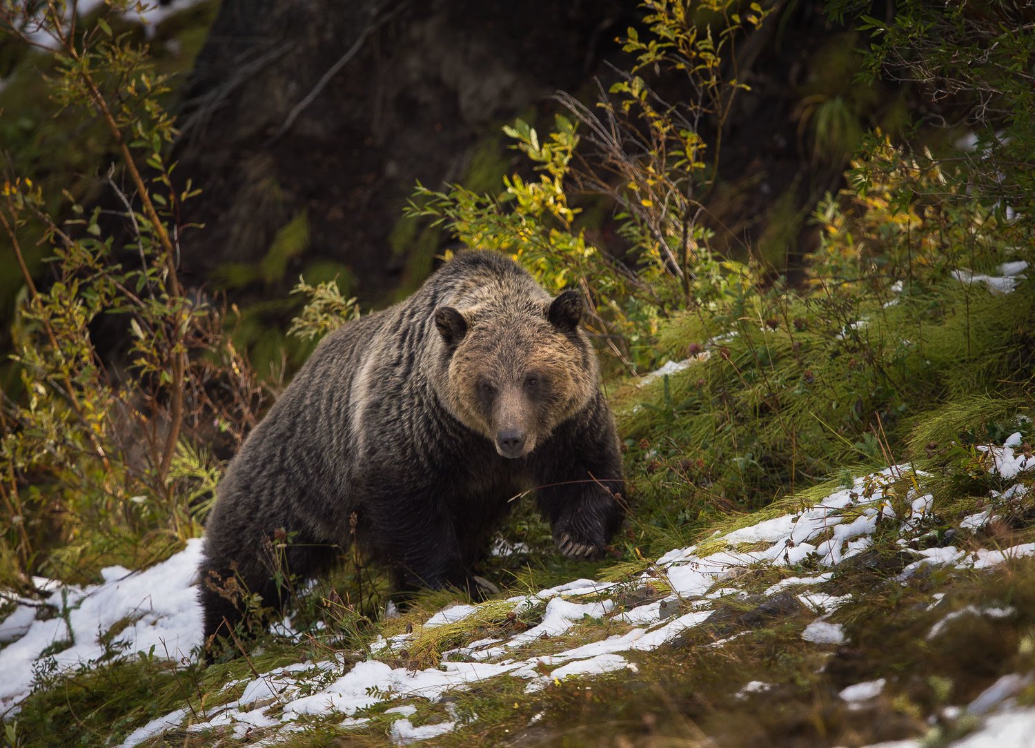 Grizzly Bear Research - horseXperiences™ GO EQUESTRIAN