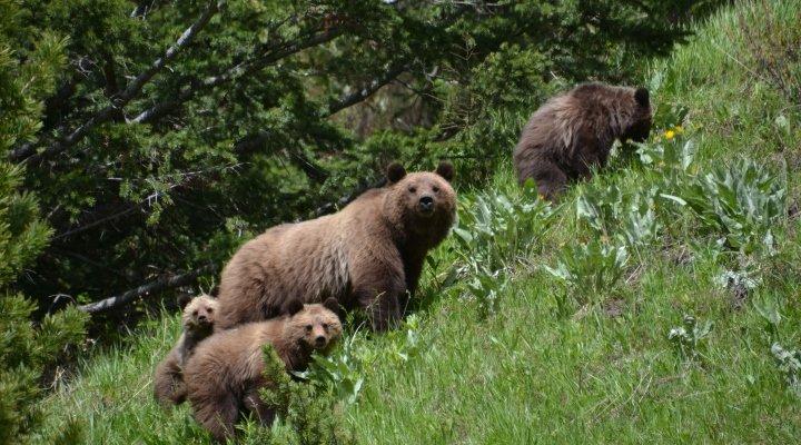 Grizzly Bear Research - horseXperiences™ GO EQUESTRIAN