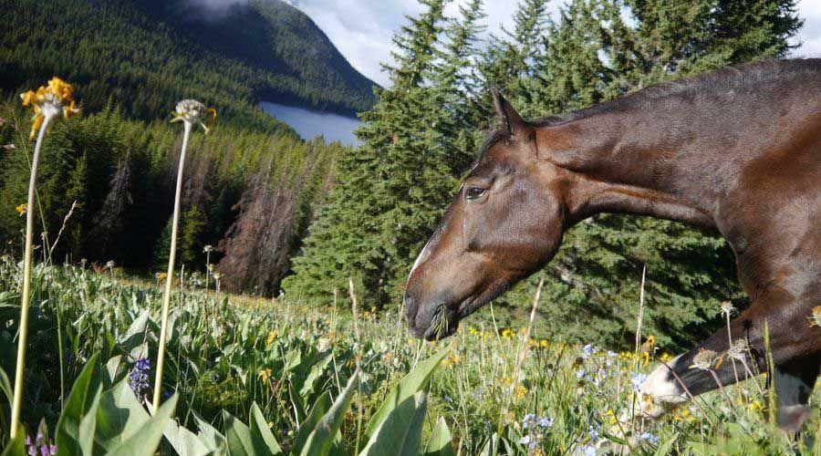 Wilderness eXplorer - horseXperiences™ GO EQUESTRIAN