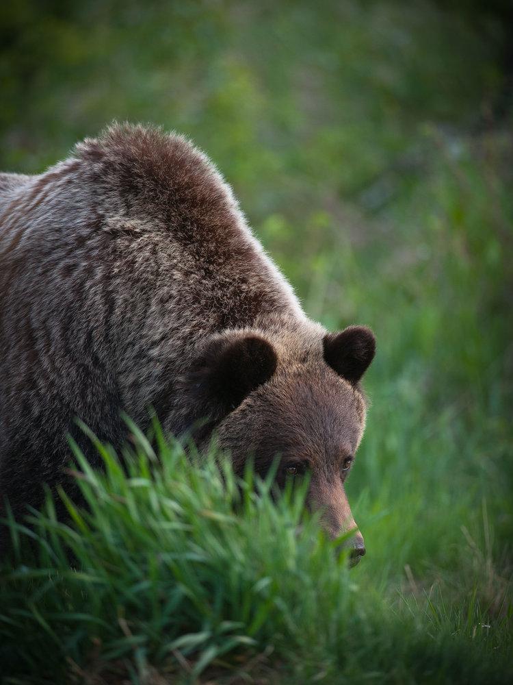 Grizzly Bear Research - horseXperiences™ GO EQUESTRIAN