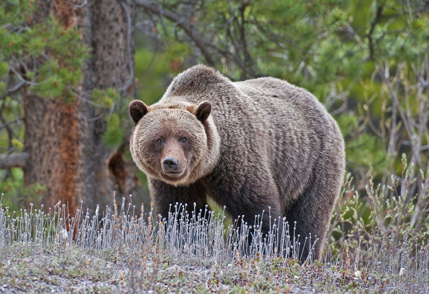 Grizzly Bear Research - horseXperiences™ GO EQUESTRIAN