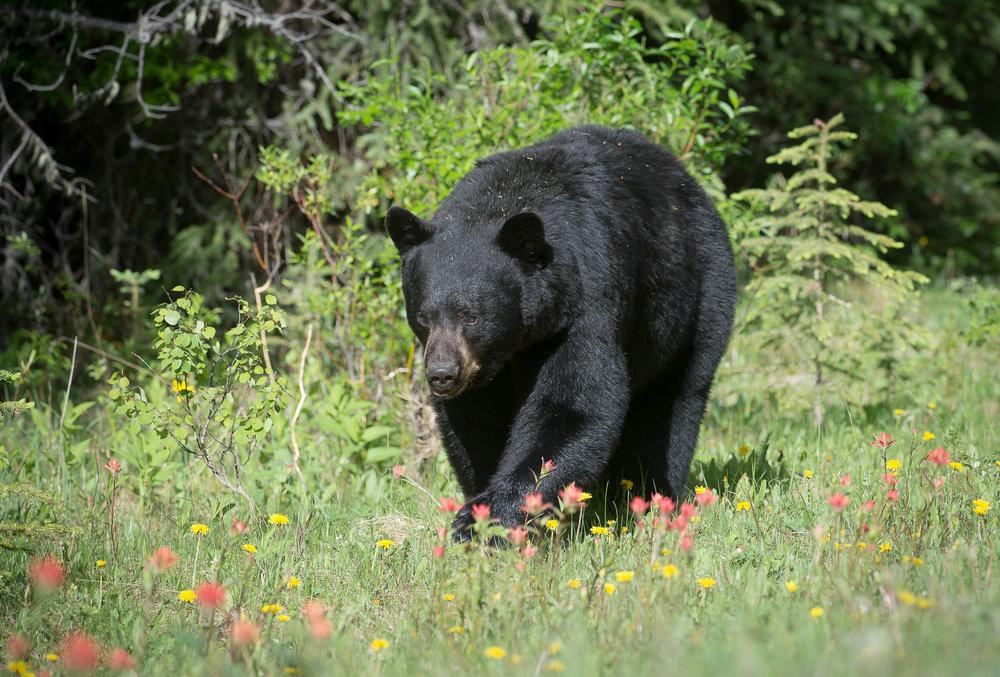 Grizzly Bear Research - horseXperiences™ GO EQUESTRIAN