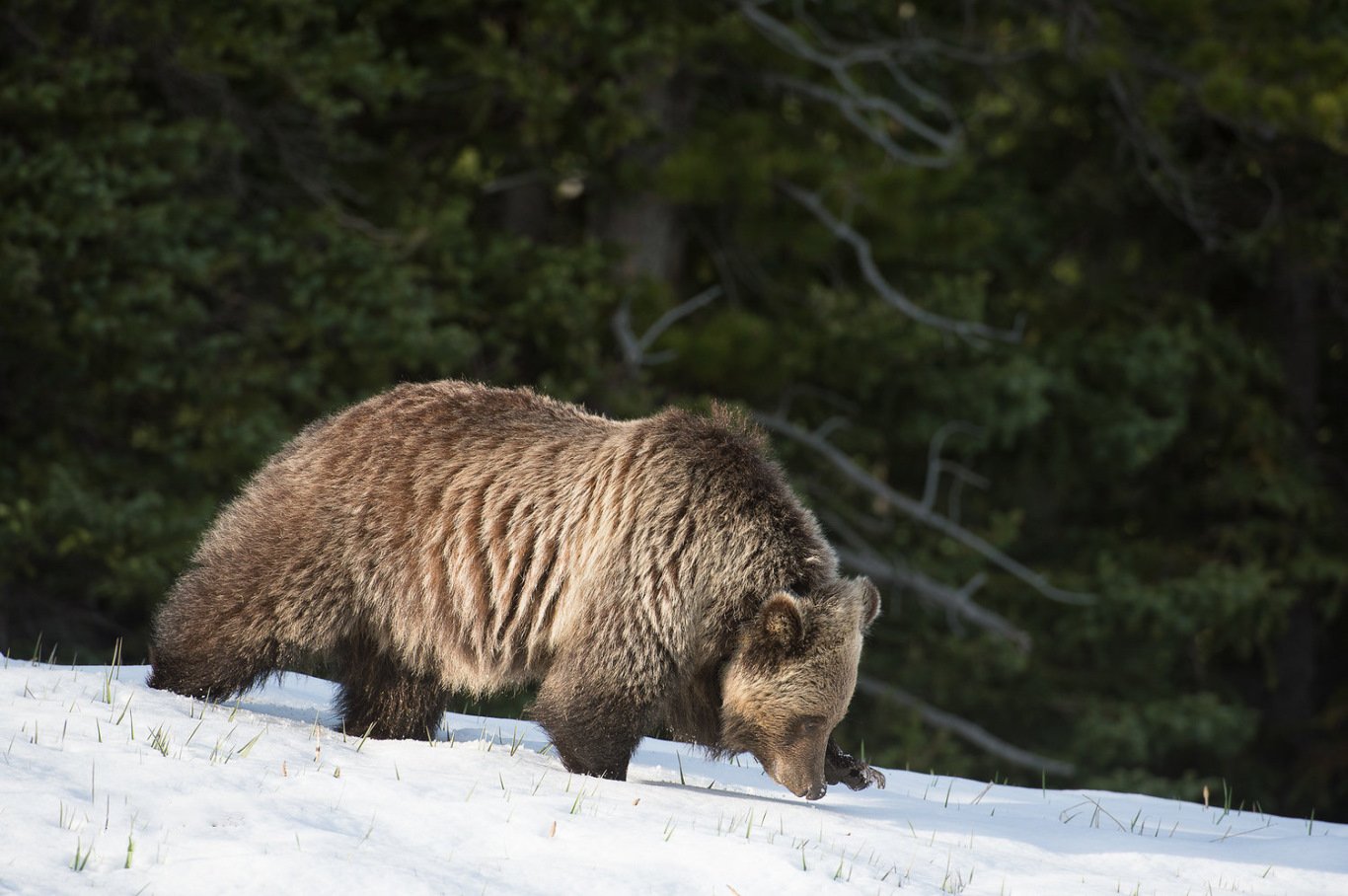 Grizzly Bear Research - horseXperiences™ GO EQUESTRIAN