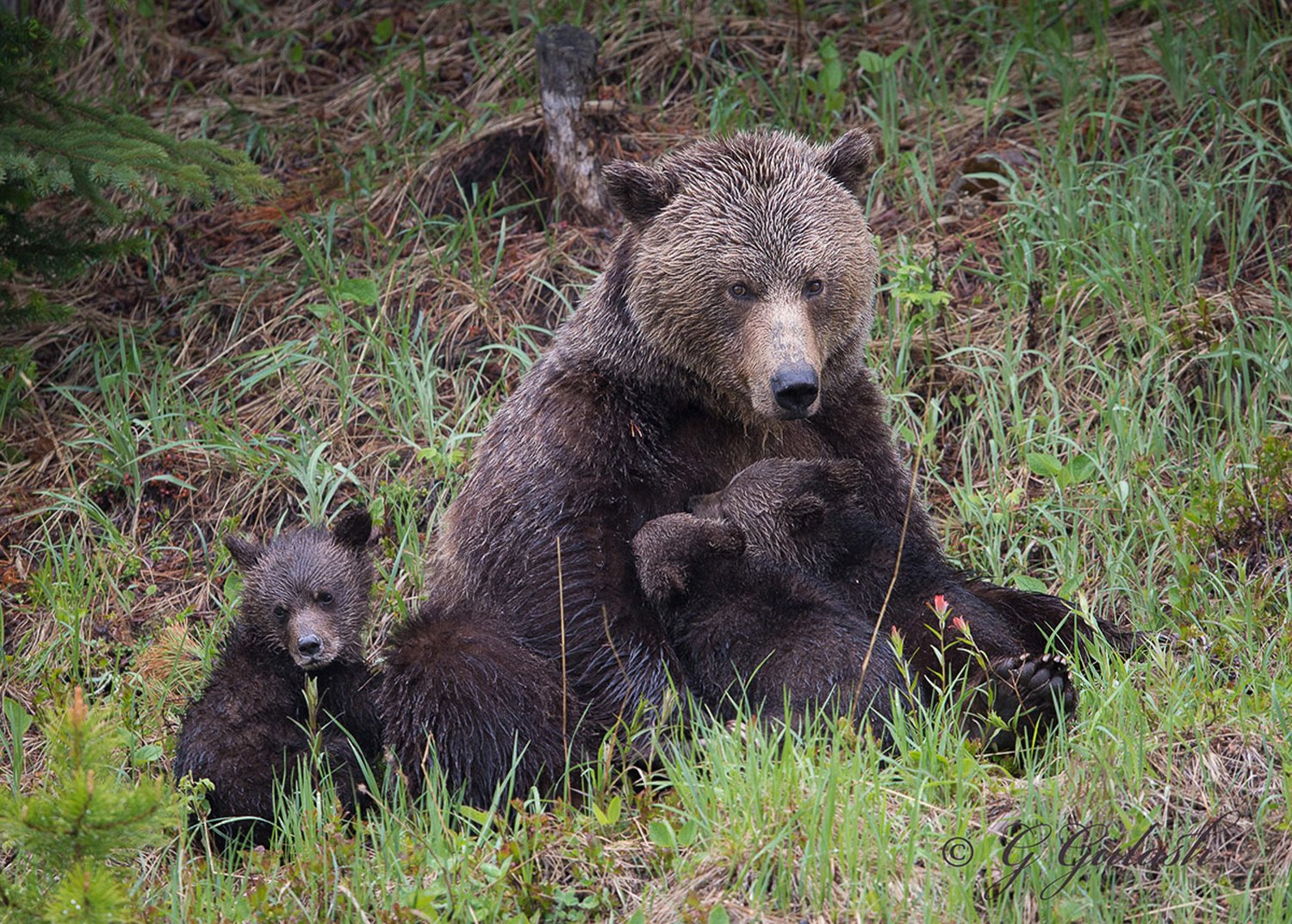 Grizzly Bear Research - horseXperiences™ GO EQUESTRIAN
