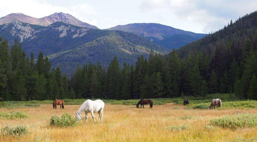 Wilderness eXplorer - horseXperiences™ GO EQUESTRIAN