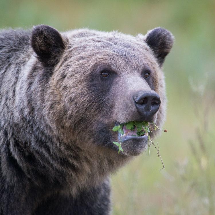 Grizzly Bear Research - horseXperiences™ GO EQUESTRIAN