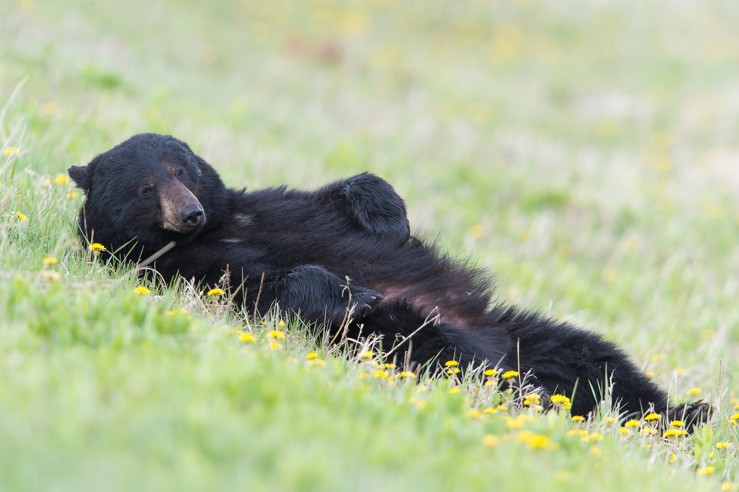 Grizzly Bear Research - horseXperiences™ GO EQUESTRIAN