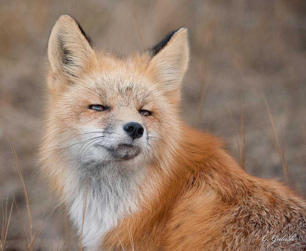 Wildlife Tracking & Conservation - horseXperiences™ GO EQUESTRIAN