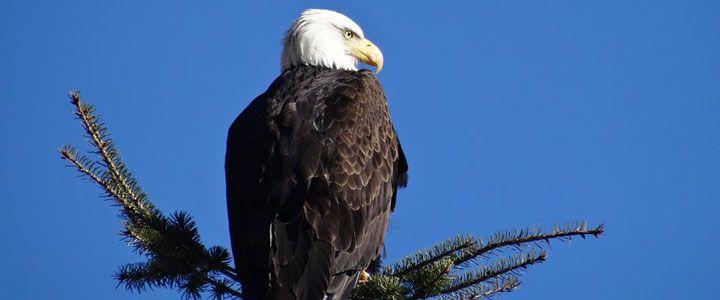 Wildlife Tracking & Conservation - horseXperiences™ GO EQUESTRIAN