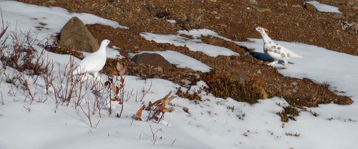 Wildlife Tracking & Conservation - horseXperiences™ GO EQUESTRIAN