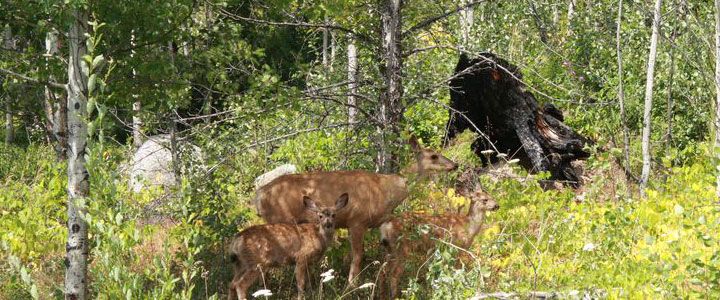 Wildlife Tracking & Conservation - horseXperiences™ GO EQUESTRIAN