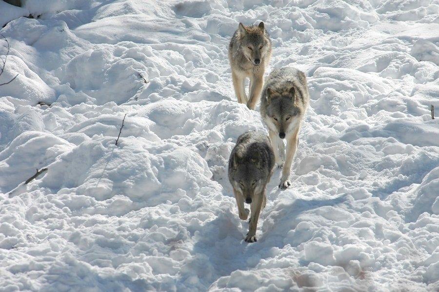 Wildlife Tracking & Conservation - horseXperiences™ GO EQUESTRIAN