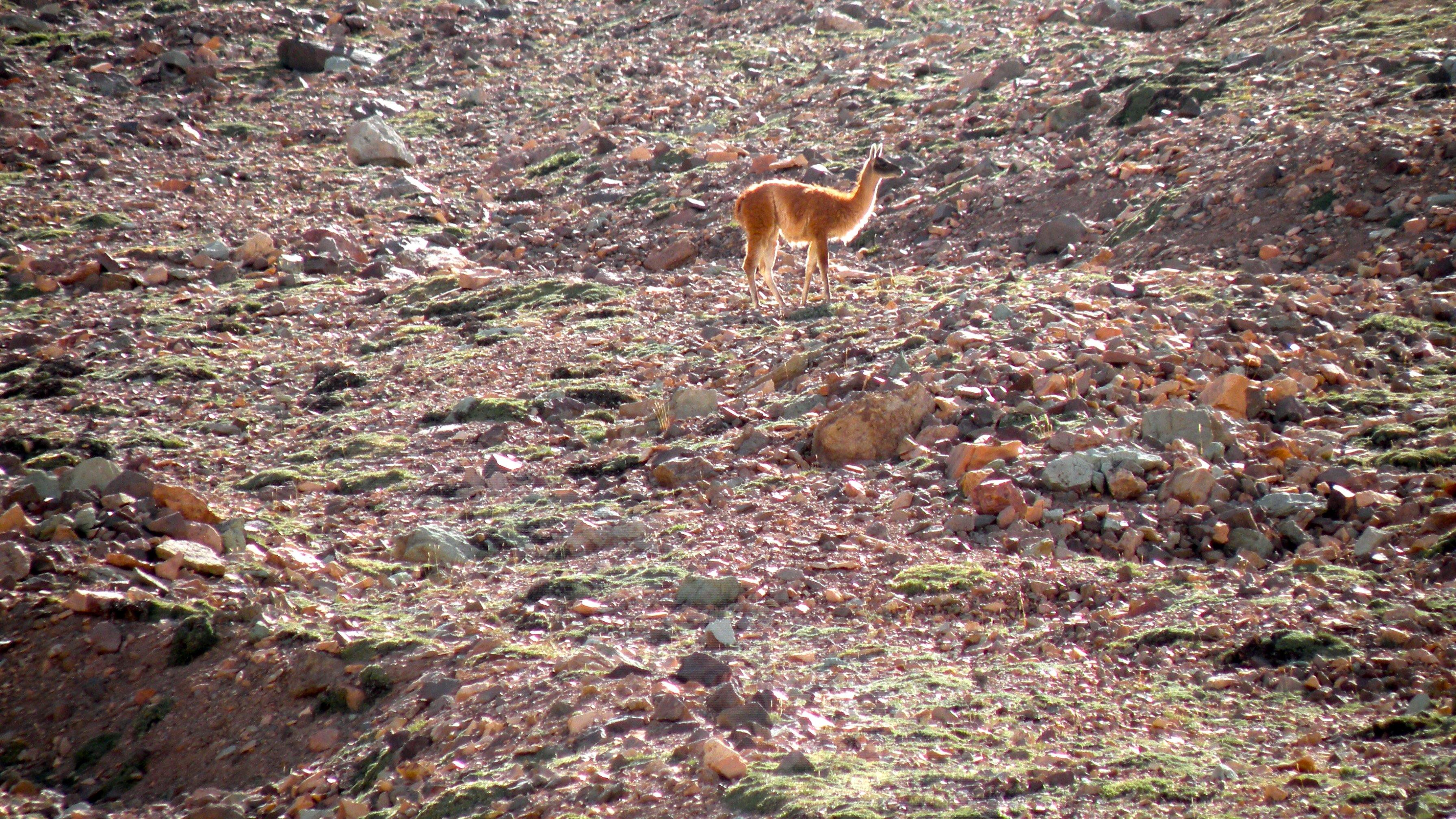 Across the Andes - horseXperiences™ GO EQUESTRIAN
