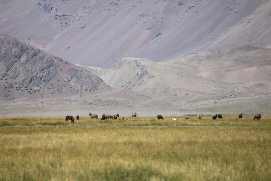 Across the Andes - horseXperiences™ GO EQUESTRIAN