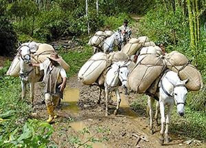 The Coffee Trail Ride - horseXperiences™ GO EQUESTRIAN