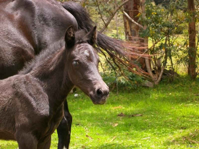 Sacred Valley - horseXperiences™ GO EQUESTRIAN