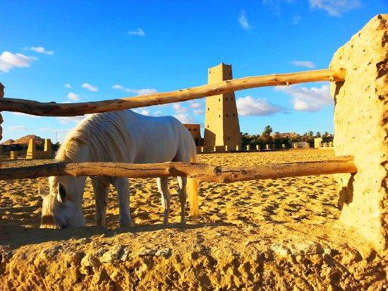 Egyptian Luxury - horseXperiences™ GO EQUESTRIAN