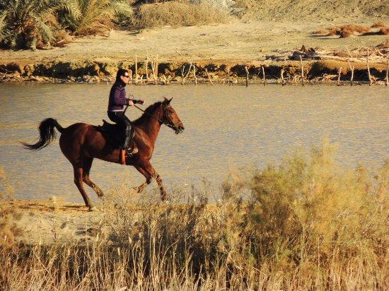 Egyptian Luxury - horseXperiences™ GO EQUESTRIAN