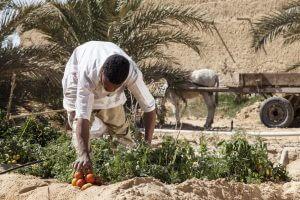 Egyptian Luxury - horseXperiences™ GO EQUESTRIAN