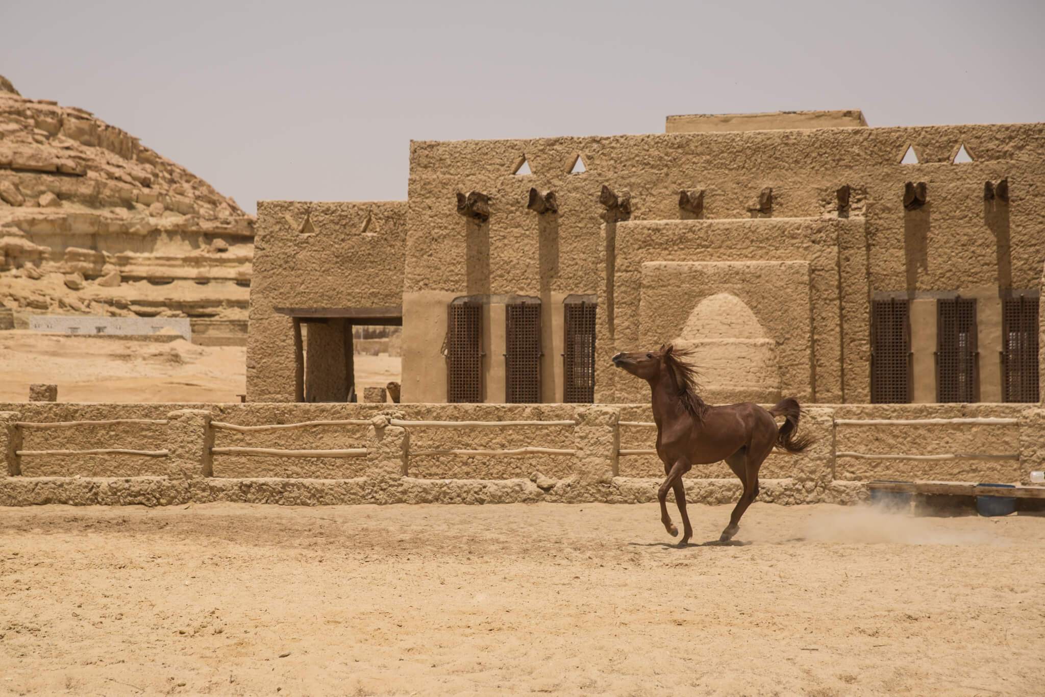 Egyptian Luxury - horseXperiences™ GO EQUESTRIAN