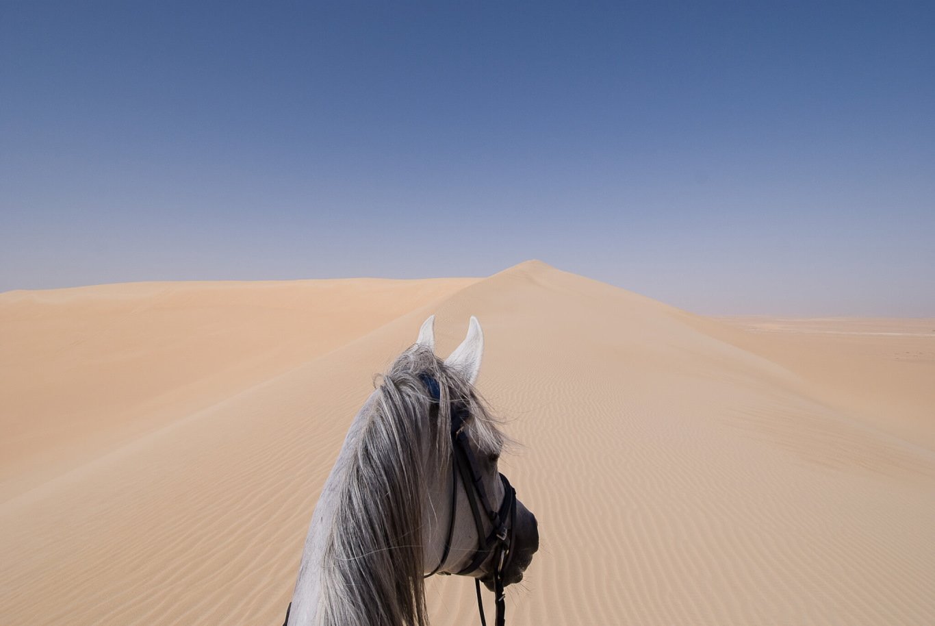 Egyptian Luxury - horseXperiences™ GO EQUESTRIAN