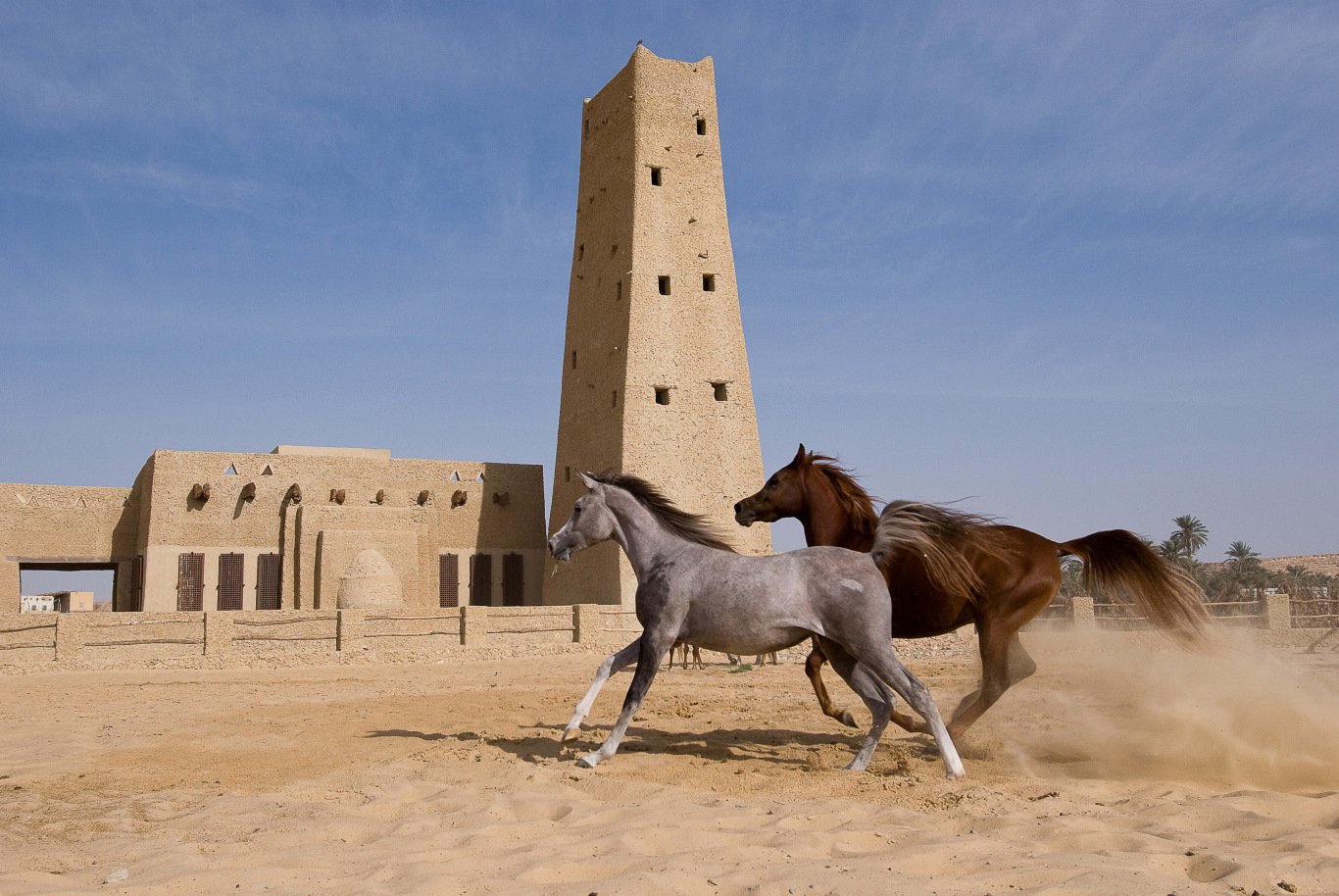 Egyptian Luxury - horseXperiences™ GO EQUESTRIAN