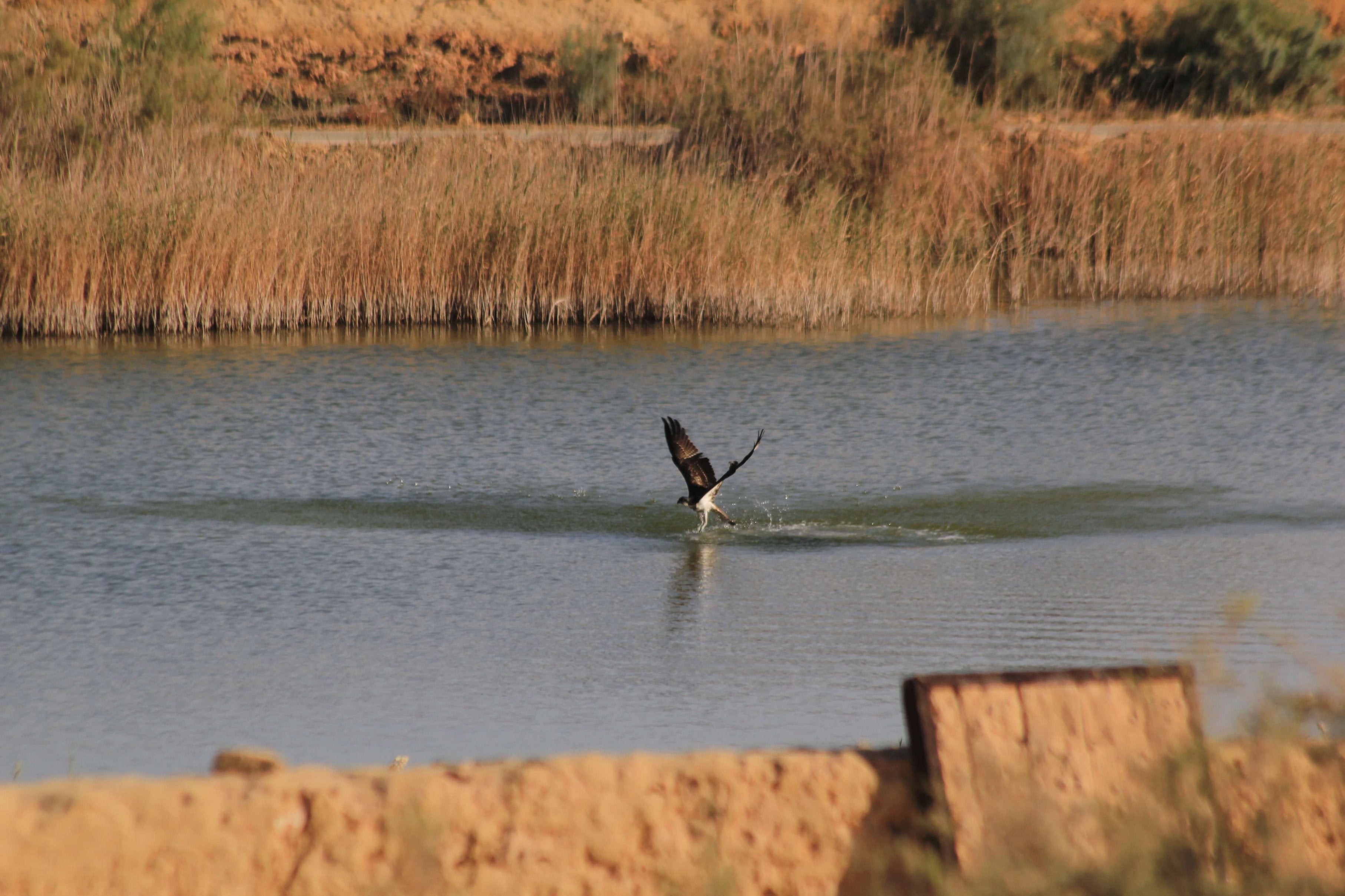 Egyptian Luxury - horseXperiences™ GO EQUESTRIAN