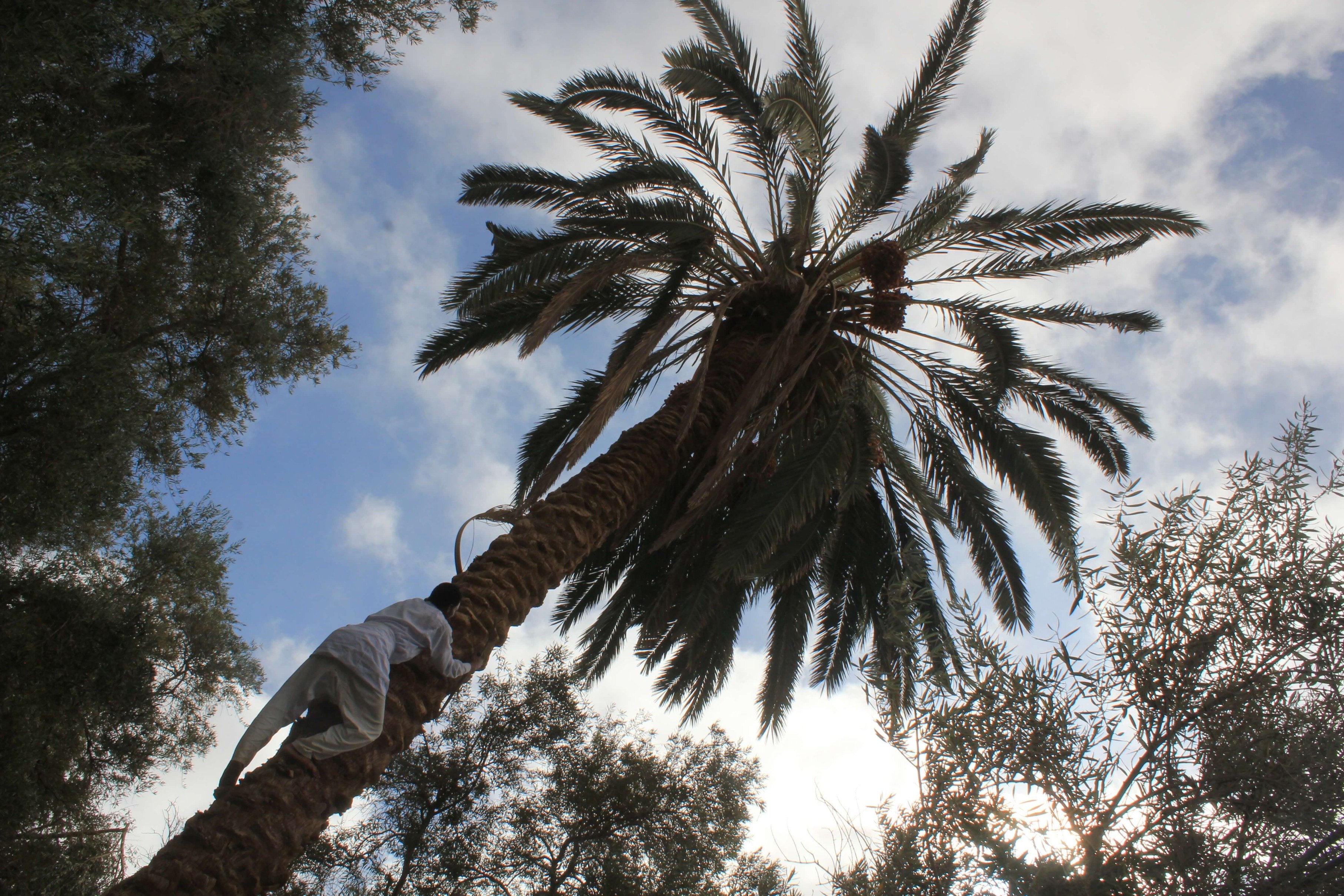 Egyptian Luxury - horseXperiences™ GO EQUESTRIAN