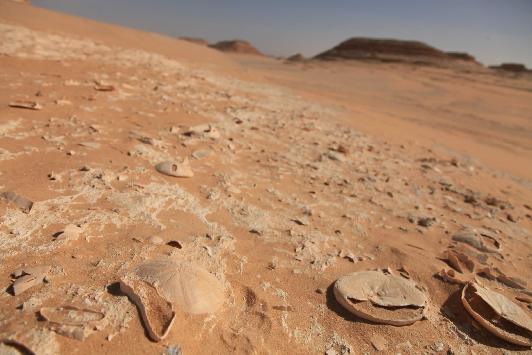 Egyptian Luxury - horseXperiences™ GO EQUESTRIAN