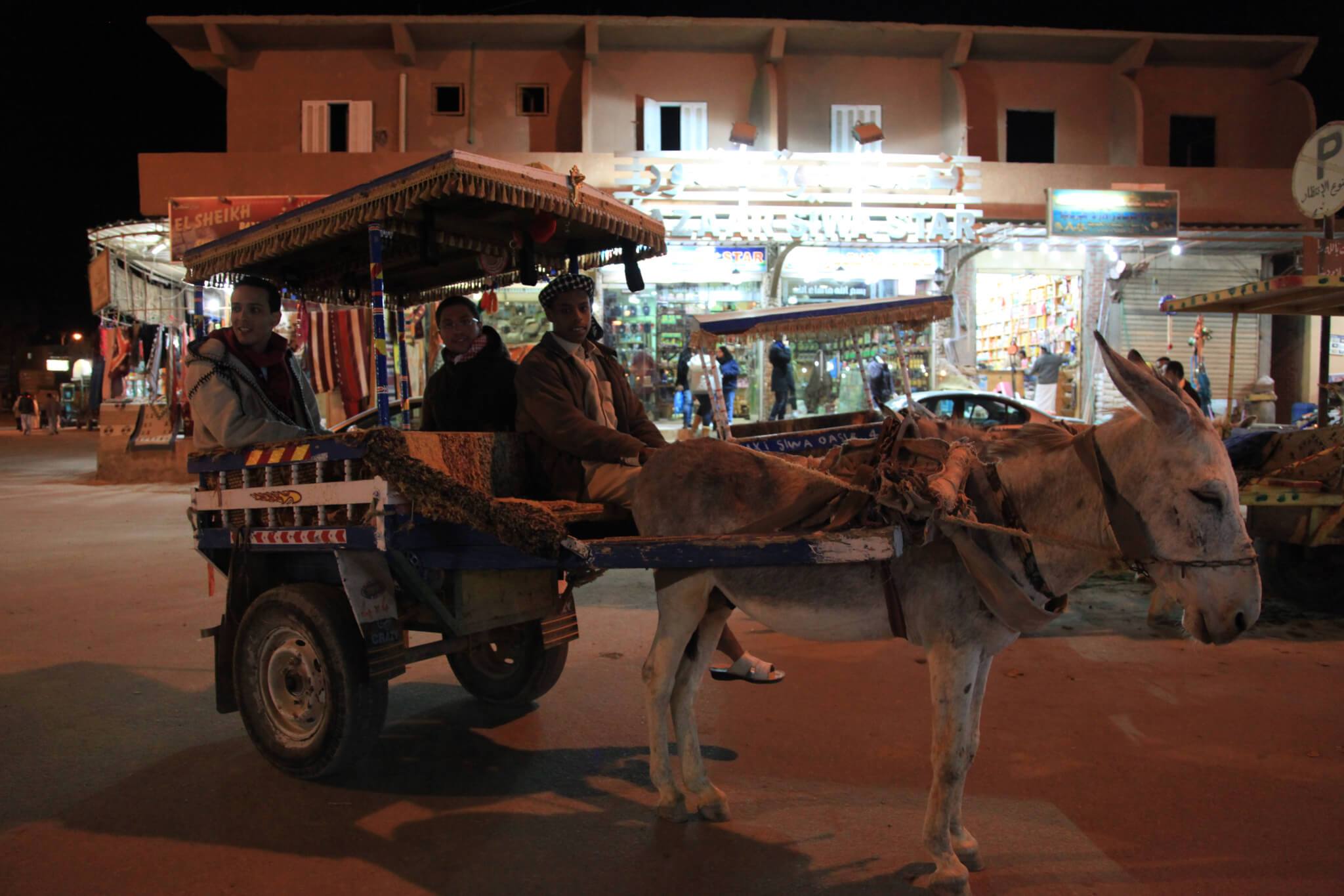 Egyptian Luxury - horseXperiences™ GO EQUESTRIAN