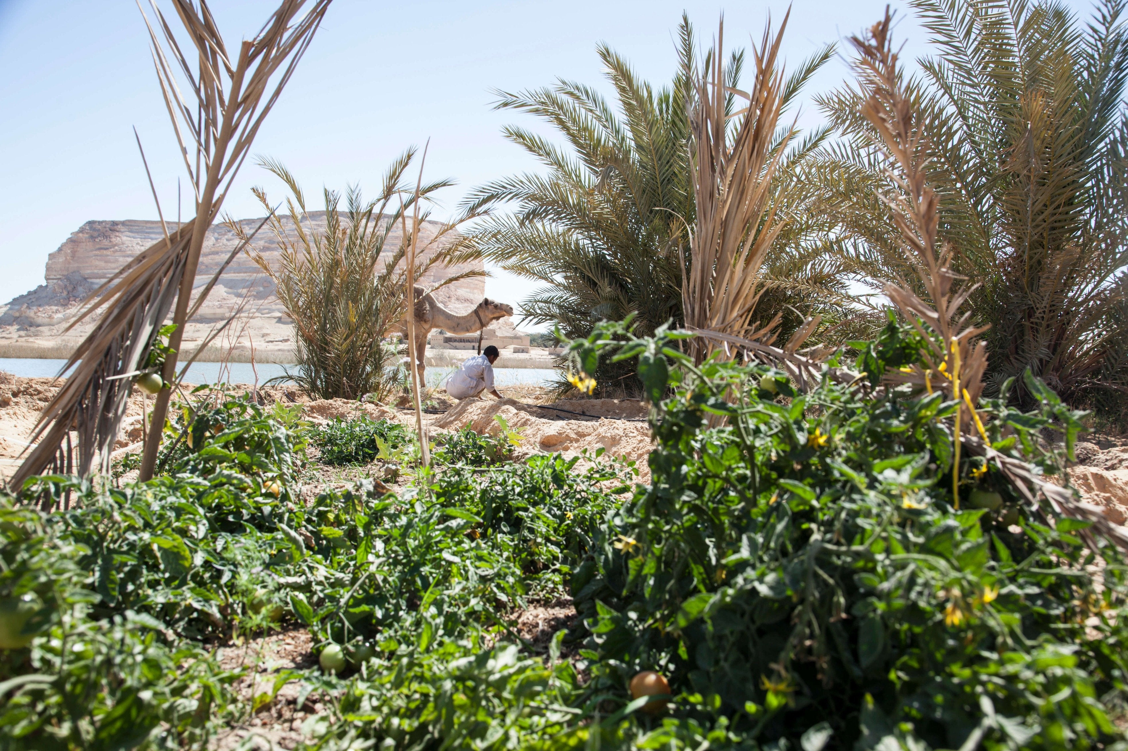 Egyptian Luxury - horseXperiences™ GO EQUESTRIAN