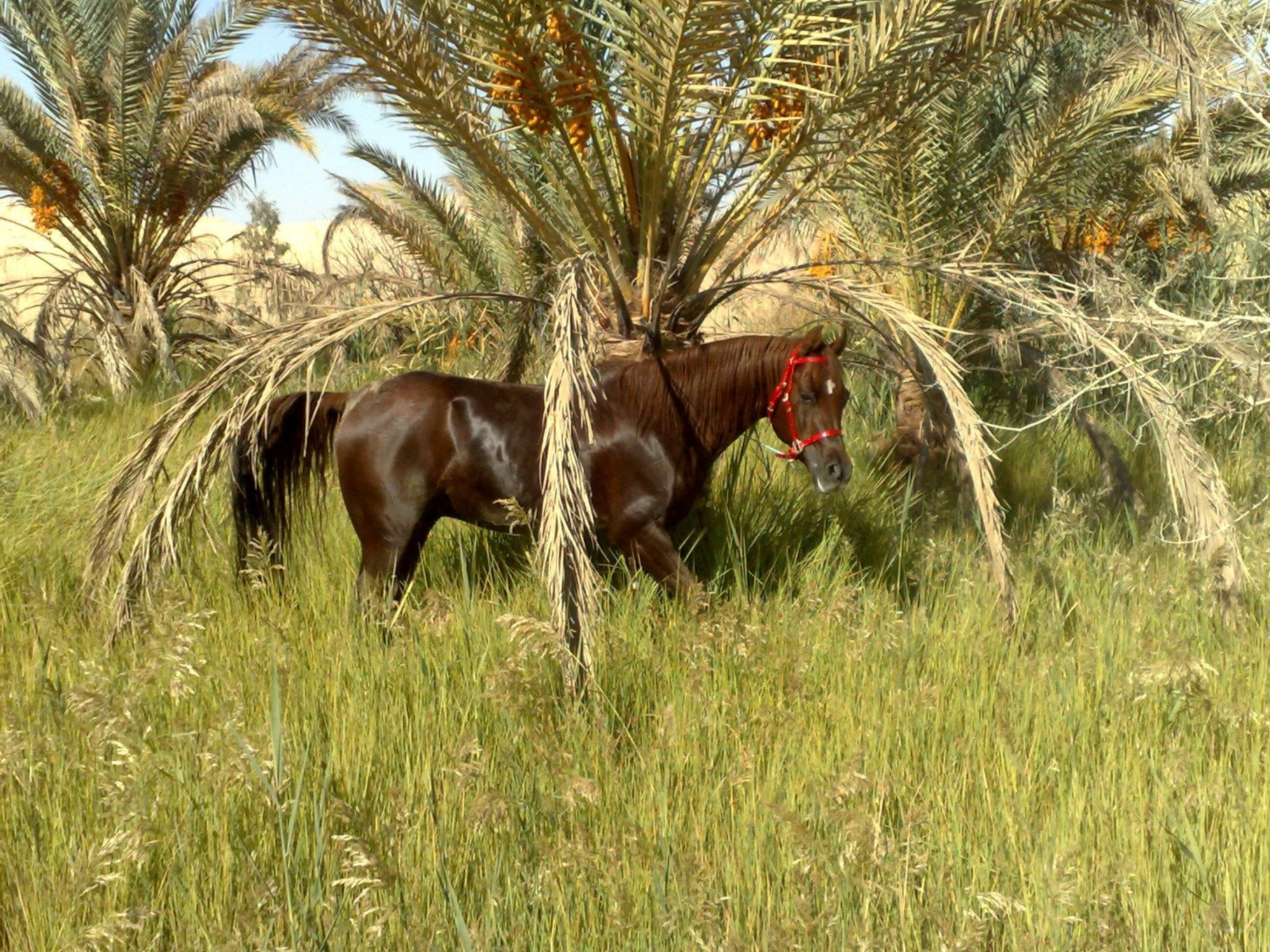 Egyptian Luxury - horseXperiences™ GO EQUESTRIAN