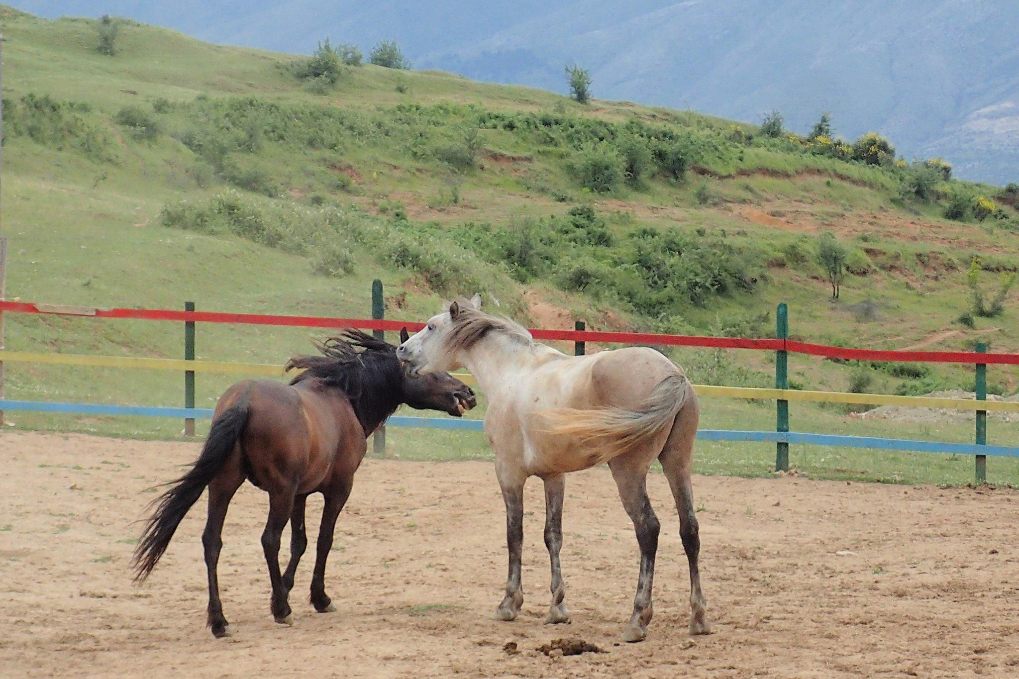 Following Zagoria Pathways - horseXperiences™ GO EQUESTRIAN